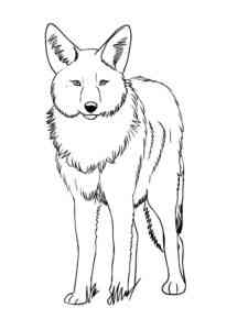 Coyote wolf coloring page