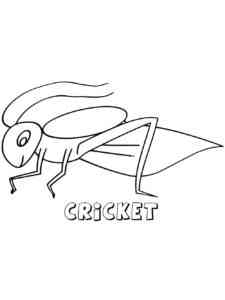 Common Cricket coloring page
