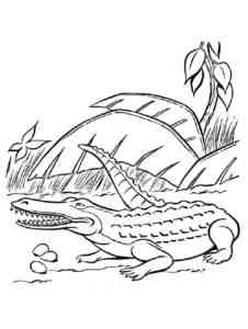 Realistic American Crocodile coloring page