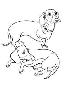 Two Dachshund coloring page