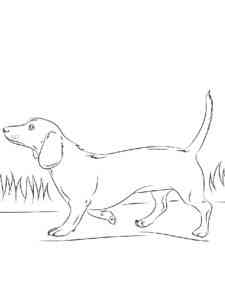 Dachshund walks coloring page