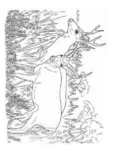 Two Reindeer coloring page