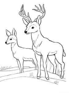 Two Simple Deer coloring page