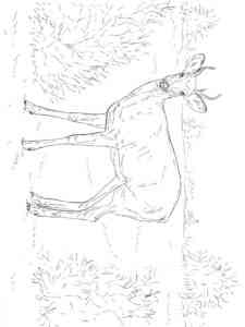 Female Mule Deer coloring page