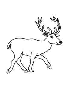Simple Funny Deer coloring page