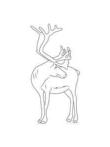 Simple Deer coloring page