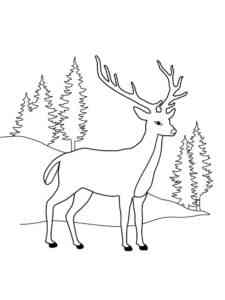 Deer in the forest coloring page