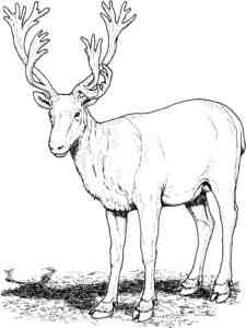 White-tailed Deer coloring page