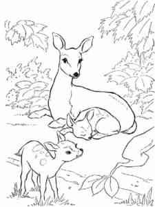 Deer Family coloring page