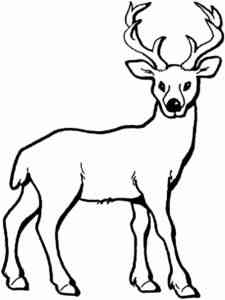 Very Simple Deer coloring page