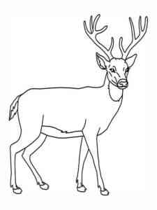 Wild Deer coloring page