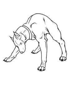 Angry Doberman coloring page