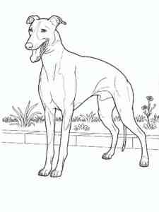 Doberman Pinscher coloring page