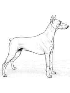 Common Doberman coloring page