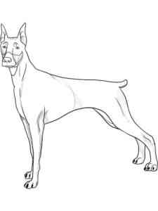 Strong Doberman coloring page