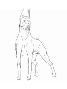 Realistic Doberman coloring page