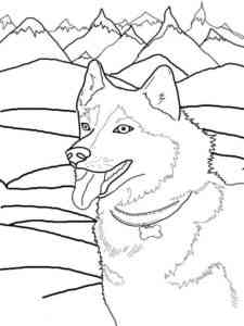 Husky Dog coloring page