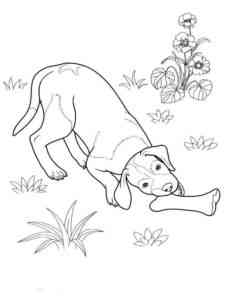 Dog plays with bone coloring page