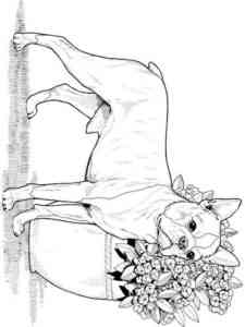 Boston Terrier and flowers coloring page