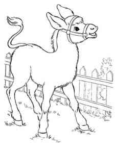 Baby Donkey coloring page