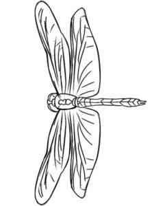 Blue Tailed Damselfly coloring page