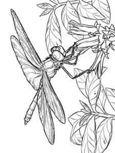Dragonfly on the flower coloring page