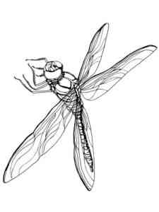 Blue Damselfly coloring page
