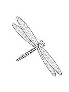 Dragonfly Insect coloring page