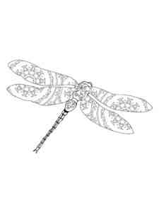 Dragonfly with beautiful wings coloring page