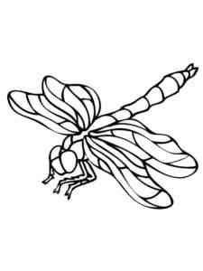 Common Dragonfly coloring page