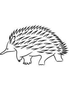 Simple Echidna coloring page