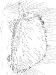 Short Beaked Echidna coloring page