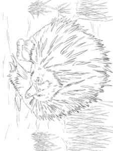 Wild Short Beaked Echidna coloring page