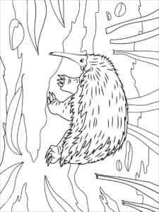 Western Long Beaked Echidna coloring page