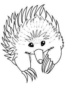 Attenborroughs Long beaked Echidna coloring page