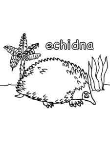 Common Echidna coloring page