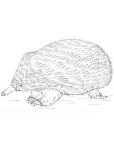 Wild Echidna coloring page