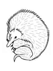 Echidna curled up coloring page