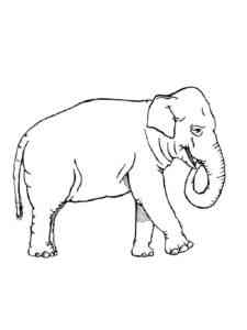 Easy African Elephant coloring page