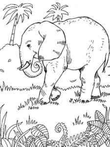 Indian Elephant coloring page