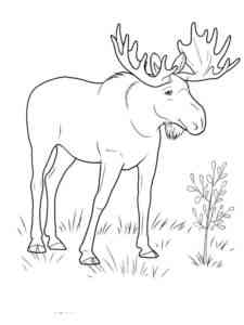 Realistic Elk coloring page