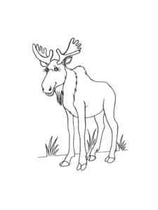Common Elk coloring page