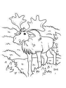 Elk walks in the forest coloring page