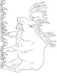 Large Elk coloring page