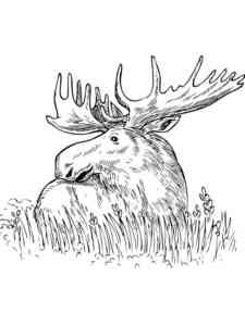 Elk in the grass coloring page