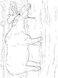 Elk in the River coloring page