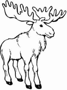 Wild Elk 2 coloring page