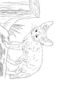 Realistic Fennec Fox coloring page