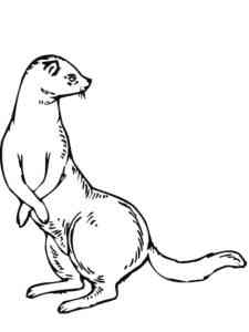 Simple Ferret Standing Up coloring page