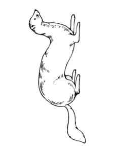 Wild Ferret coloring page